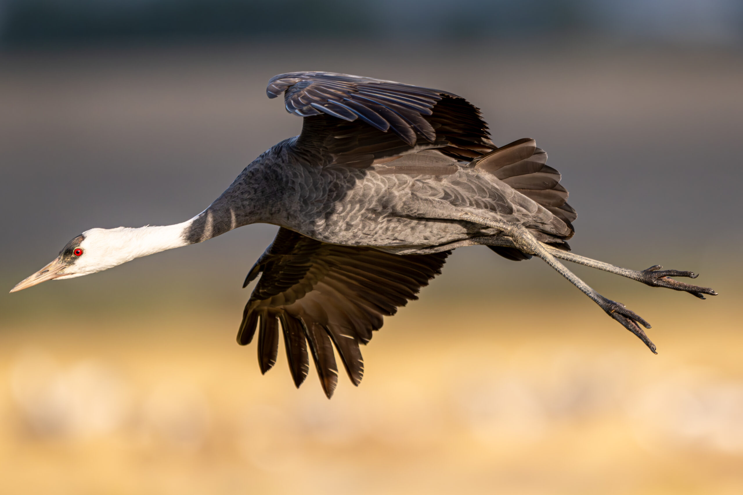 ニコンZ8だから撮れる野鳥撮影に必要な三大要素と、カメラに必要な性能とは？