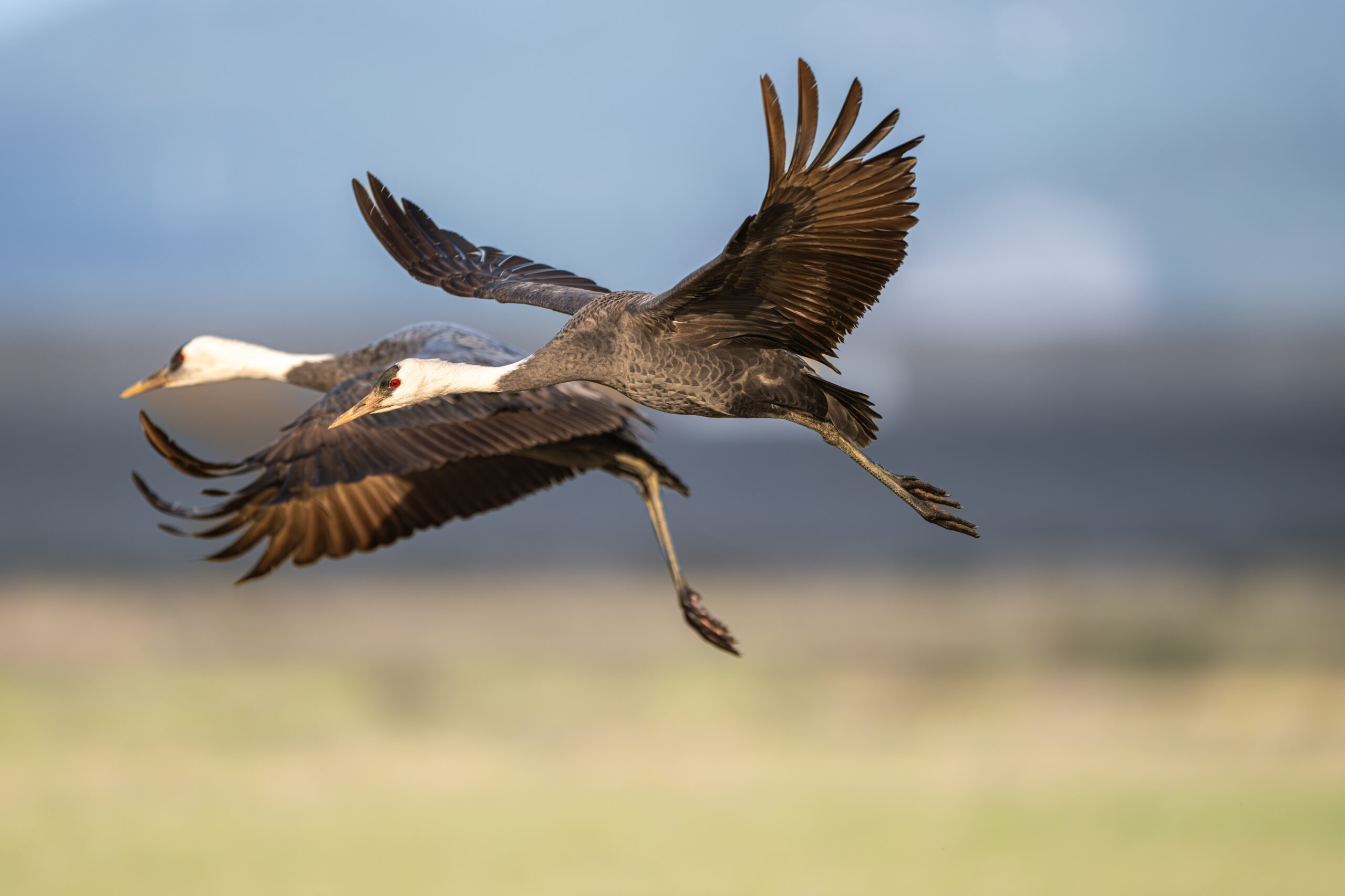 ニコンZ8と、超望遠レンズで野鳥を狙う！野鳥観察の魅力について