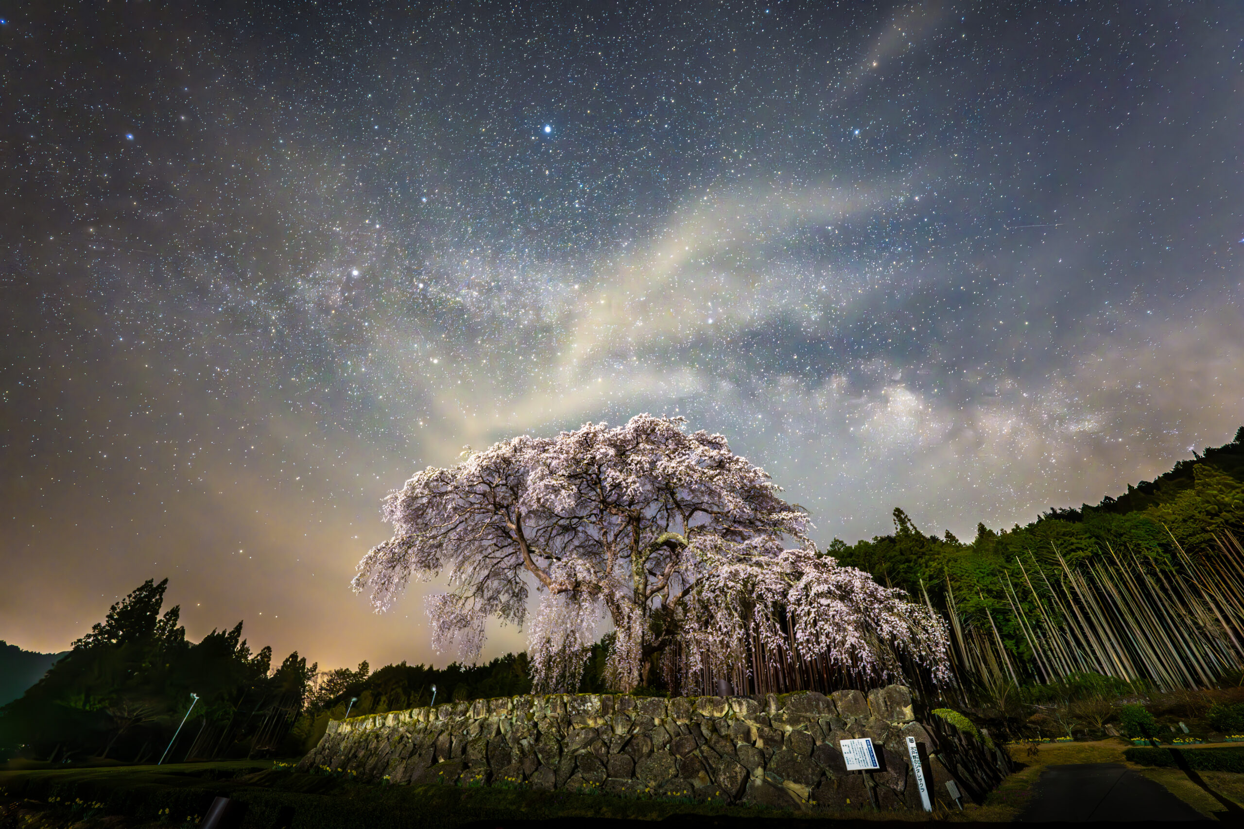3月は天の川シーズン開幕！Nikon Z8で桜の星景写真を撮りに行こう！